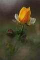 Adonis
