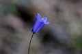 Campanula tatrae Borbás