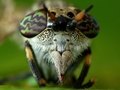 Haematopota pluvialis