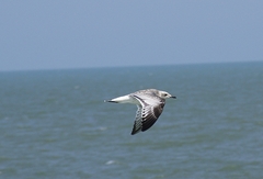 In flight - Rimini Italy