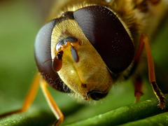 Syrphus ribesii