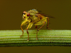 Scathophaga stercoraria