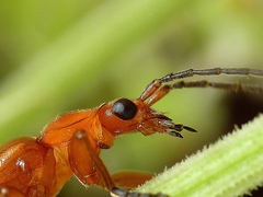 Páteříček žlutý-Rhagonycha fulva