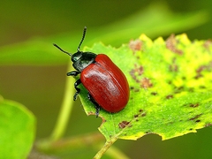 Chrysomela populi