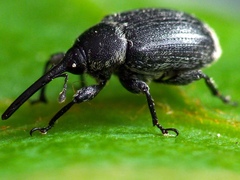 Anthonomus rubi