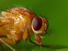 Thricops diaphanus