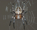 Itsy bitsy spider :)