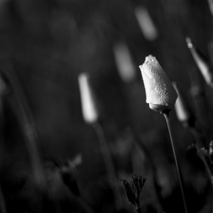 pod závojom zabalené