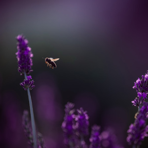 Levandula