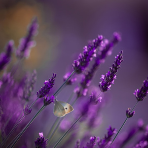Levandula
