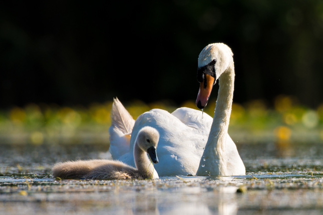 Labuť hrbozobá (Cygnus olor)