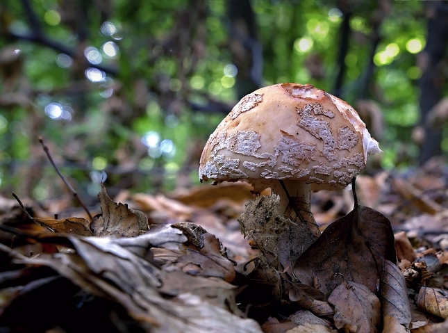 Jedinná houba v lesíku