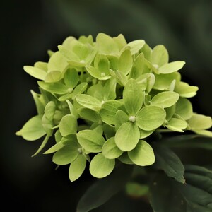 Hortenzia