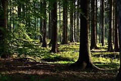 Ranní atmosféra v lese