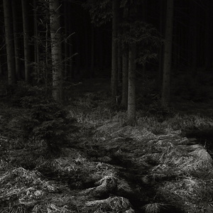 Močál v temném lese