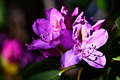 Rododendrony ll