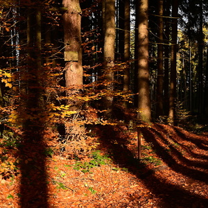 Světlo a stíny podzimu