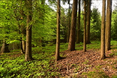 Večerní atmosféra v lese