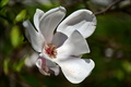 Květ Magnolie