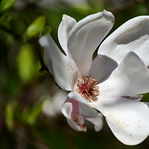 Květ Magnolie