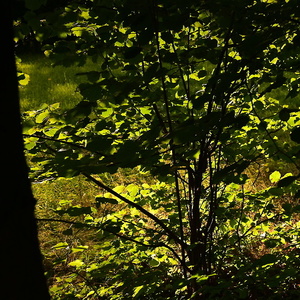 Přírodní zelená abstrakce