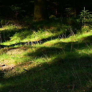 Večerní světlo v lese