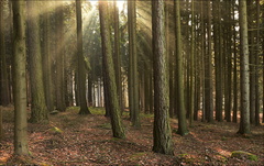 Večerní světlo v lese