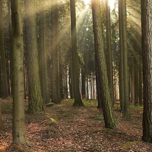 Večerní světlo v lese