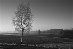 Solitér