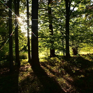 Večerní světlo v lese