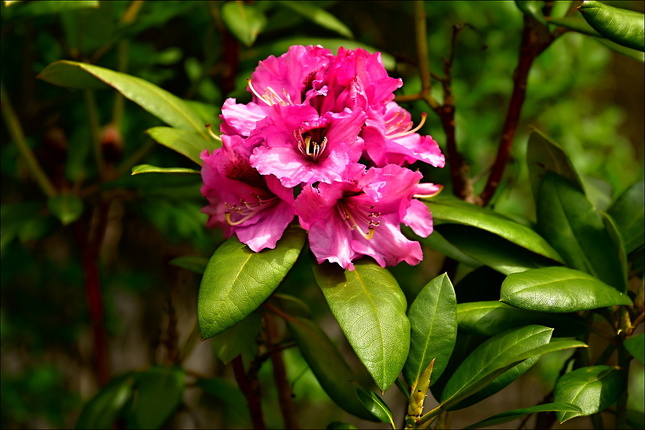 Květ Rododendronu
