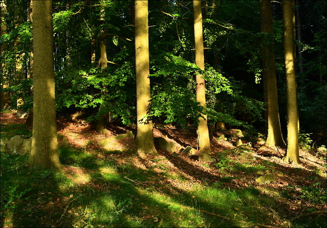 Večerní atmosféra v lese