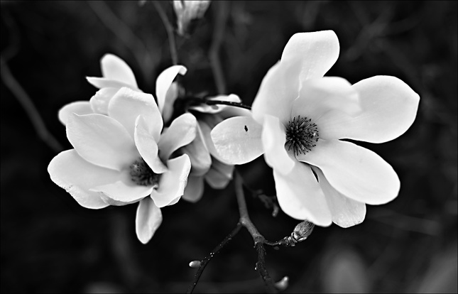 Magnolie kvetou