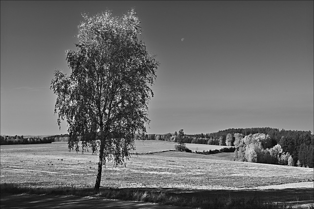 Krajina s břízkou