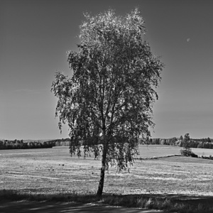 Krajina s břízkou