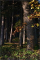 Podzim v lese
