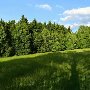 Večer ve stínu stromu