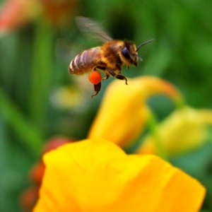 včela počas letu