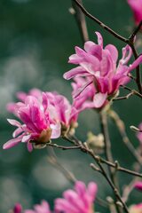 magnolia