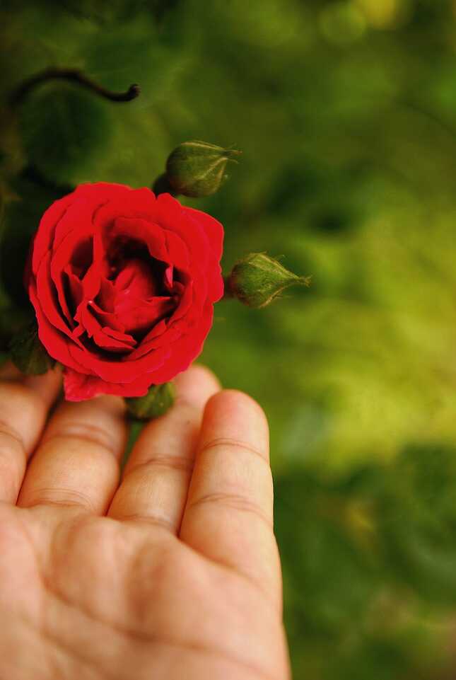 ruža na dlani