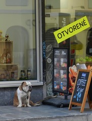 čakanie na majiteľa