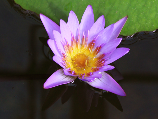 Nymphaea capensis