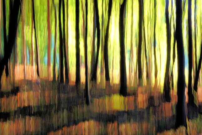 les vo farbách posledného svetla