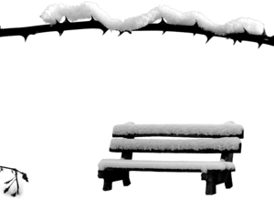 čierne na bielom: zima v parku