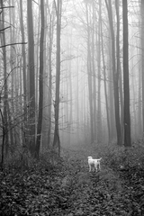 stratený v lese