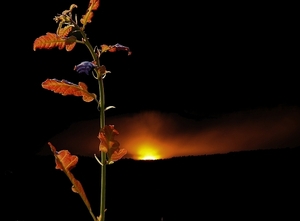 keď sa foto stáva hrou, alebo...