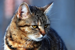 nella