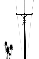 čierne na bielom: sokolík