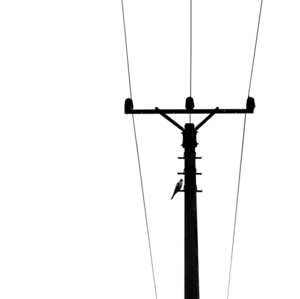 čierne na bielom: sokolík