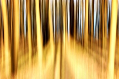 zlatý les